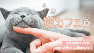 天神猫カフェ キューリグのネコ おしゃれで最高の癒やしスポット なるほど福岡