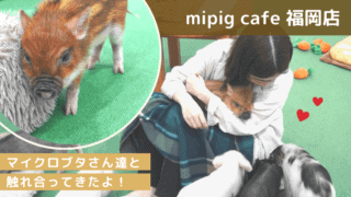 ドッグカフェ 福岡で犬と同伴 触れ合えるおすすめドッグカフェ レストラン特集 なるほど福岡