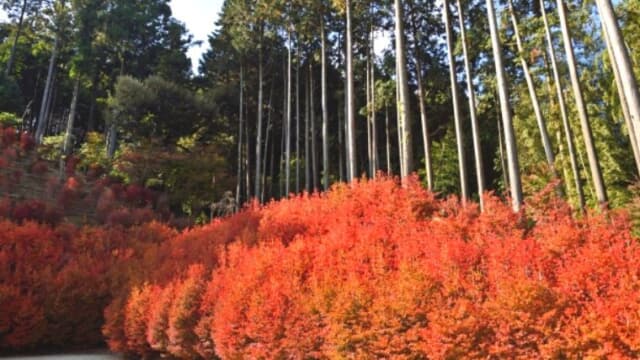 22年最新 福岡できれいな花手水が見られる神社 お寺特集 紫陽花が浮かぶ花手水が各所で話題 なるほど福岡